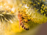 PE1D8207 : Biene, Blüte, Dachauer Moos, Frühling, Moos, Palmkätzchen, Weidebusch, _JAHRESZEIT, _LANDSCHAFTSFORMEN
